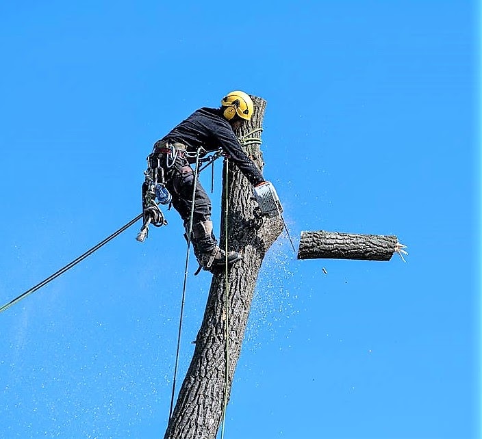 Swanton Village Council Looks to Remove “Excessive” Penalty from Tree